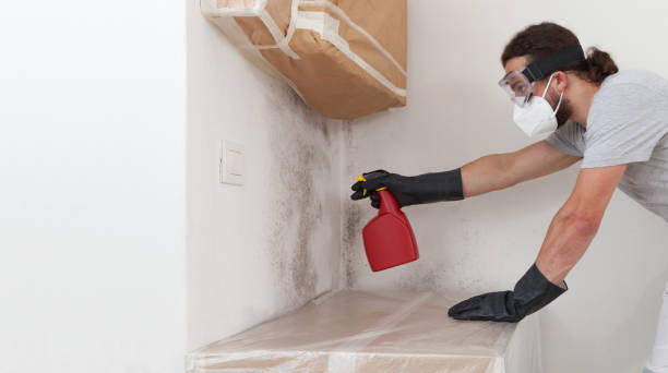 Basement Mold Remediation treatment on basement walls in Bradley Beach